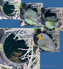 Robin male feeds partner with winter gnat