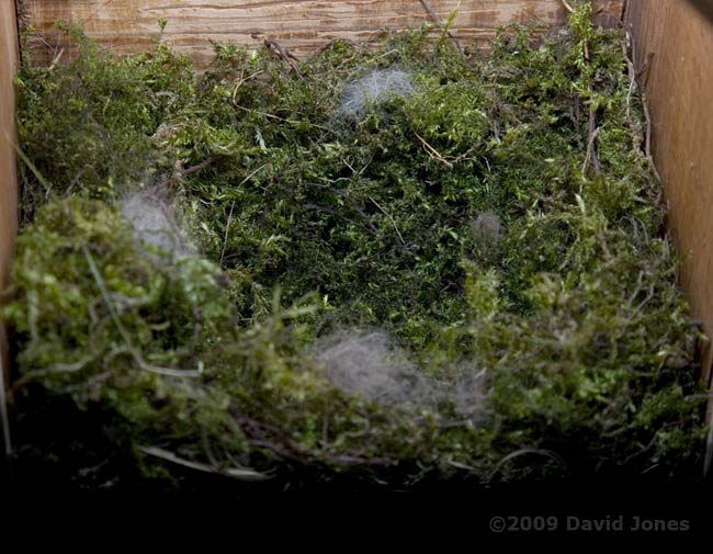 Great Tit nest tonight