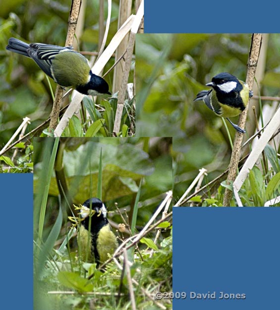 Great Tit female searches for suitable moss