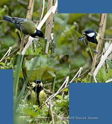 Great Tit female searches for suitable moss