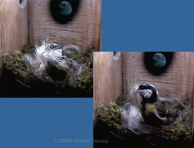 The Great Tit female brings in hair