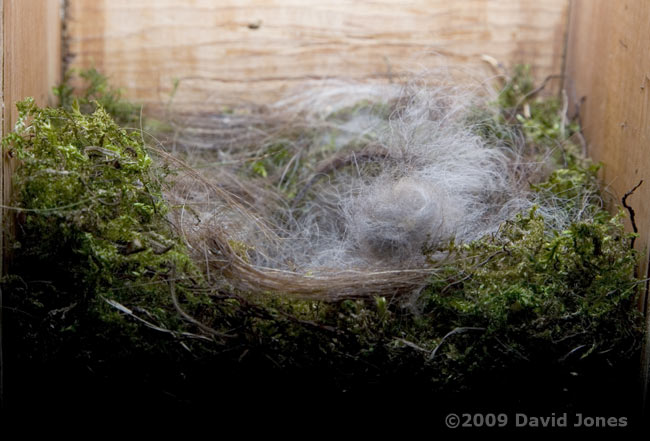 Great Tit nest at 11am - 1