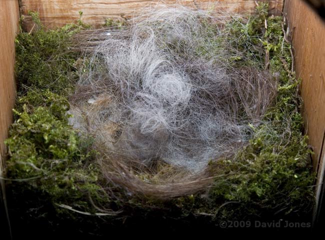 Great Tit nest this evening