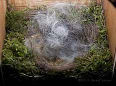 Great Tit nest this evening