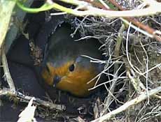 The Robin female leaves her nest at 2.08pm (cctv image)