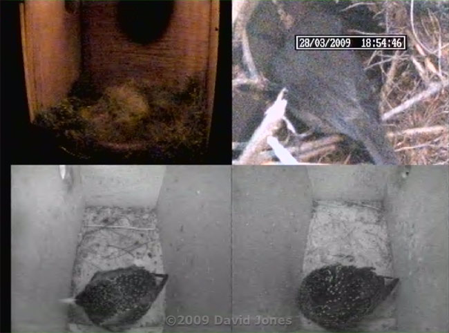 Quad cctv image showing Robin male visiting his partner at 6.54pm