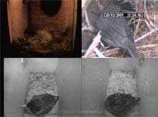 Quad cctv image showing Robin male visiting his partner at 6.54pm