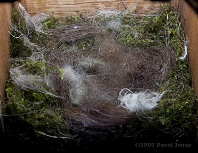 The Great Tit nest tonight - 1