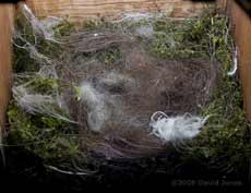 The Great Tit nest tonight