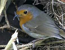 Male Robin with winter gnat outside nest box (cctv image)
