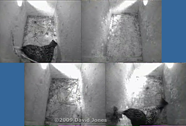 The Starling female brings nesting bits into both boxes this morning