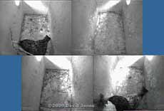 The Starling female brings nesting bits into both boxes this morning