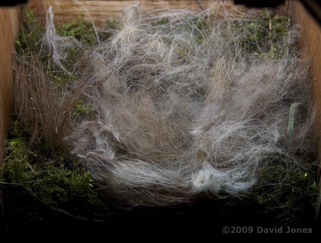 The Great Tit nest tonight - 1