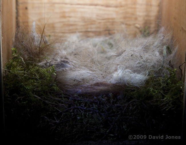 The Great Tit nest tonight - 2