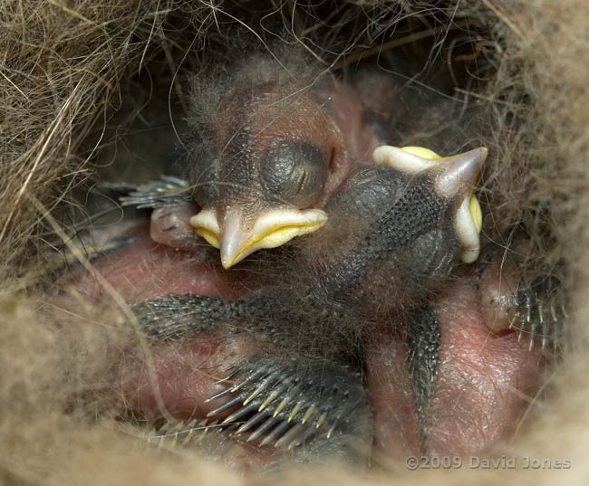 The Great Tit chicks at 5pm - 1