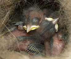 The Great Tit chicks at 5pm