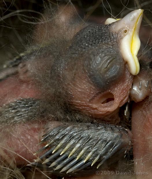Great Tit chick - close-up of wing and ear