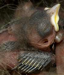 Great Tit chick - close-up showing wing and ear