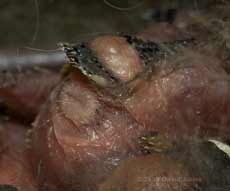 Great Tit chick -close-up of tail