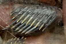 Great Tit chick - close-up of wing feather development