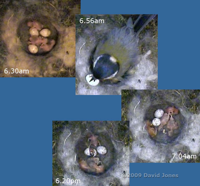 The Great Tit 2nd brood - final two eggs hatch, 1 June