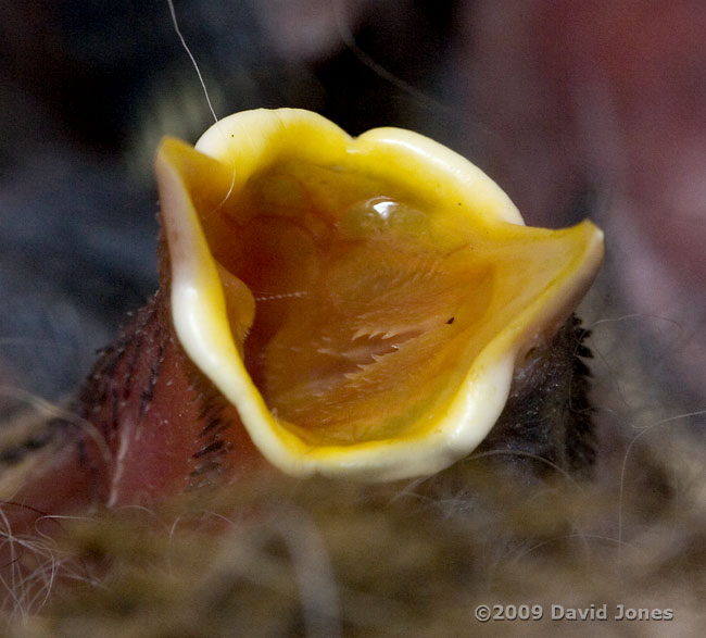 Close up of a Great Tit chick's gape