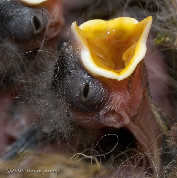 Close up of a Great Tit chick's head showing an open eye