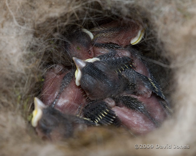The Great Tit chicks at around 6pm today