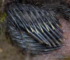 Close up of developing wing feathers on a Great Tit chick
