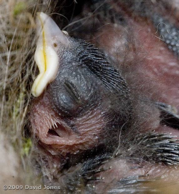 Close up of a Great Tit chick's head