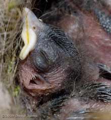 Close up of a Great Tit chick's head