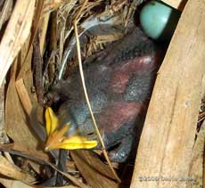 The Starling chick at just after noon today