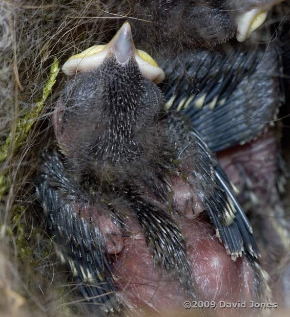 A great Tit chick after 7-8 days