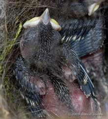 A great Tit chick after 7-8 days