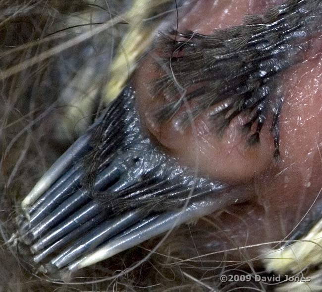 A great Tit chick's back and tail after 7-8 days - close-up - 1