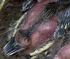 A great Tit chick's back and tail after 7-8 days