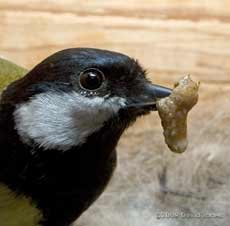 Great Tit male with brown caterpillar