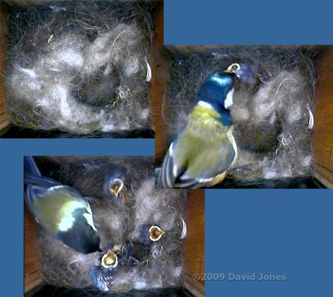 Chaos in the Great Tit nest as chicks undermine it