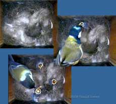 Chaos in the Great Tit nest as chicks undermine it