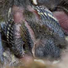 Close-up of the Great Tit chicks today