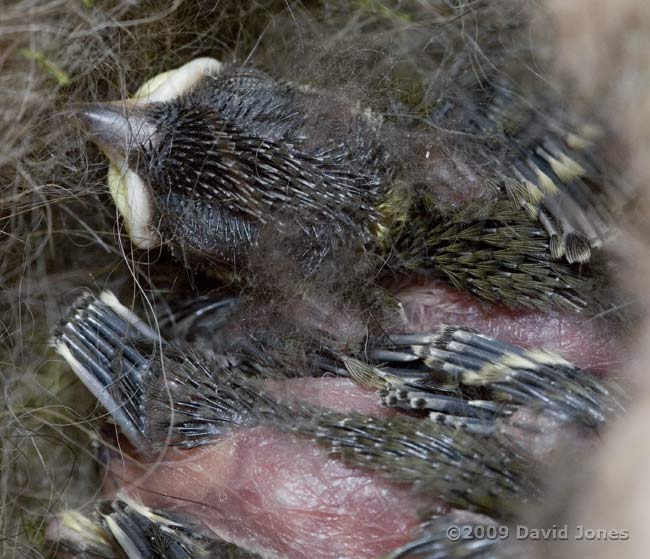 Close-up of the Great Tit chicks today - 2