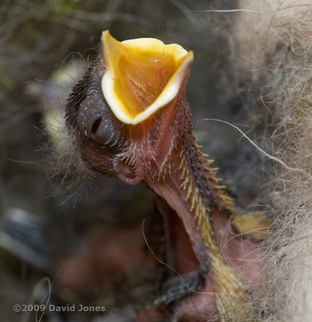 Close-up of a Great Tit showing chin and neck feathers - 2