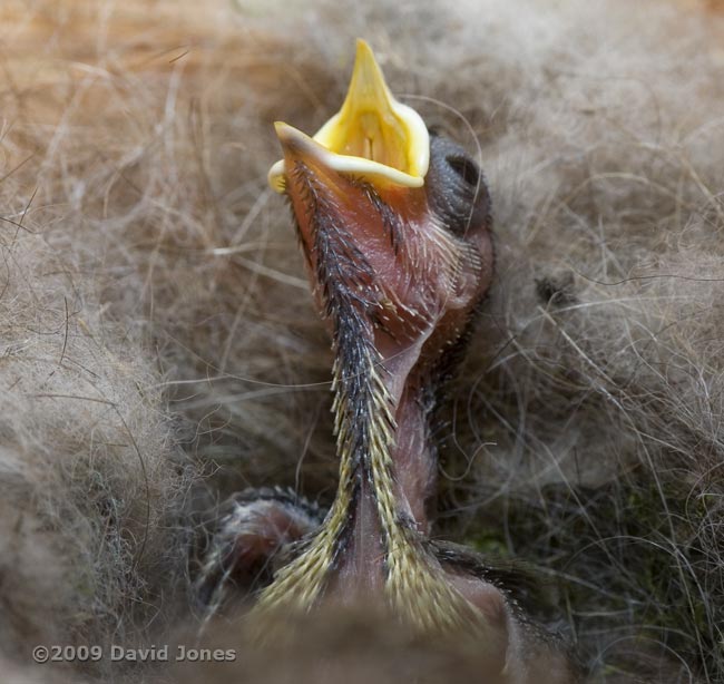 Close-up of a Great Tit showing chin and neck feathers - 1