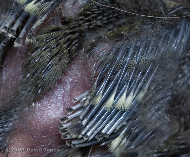 Close-up of a Great Tit chick's wing today
