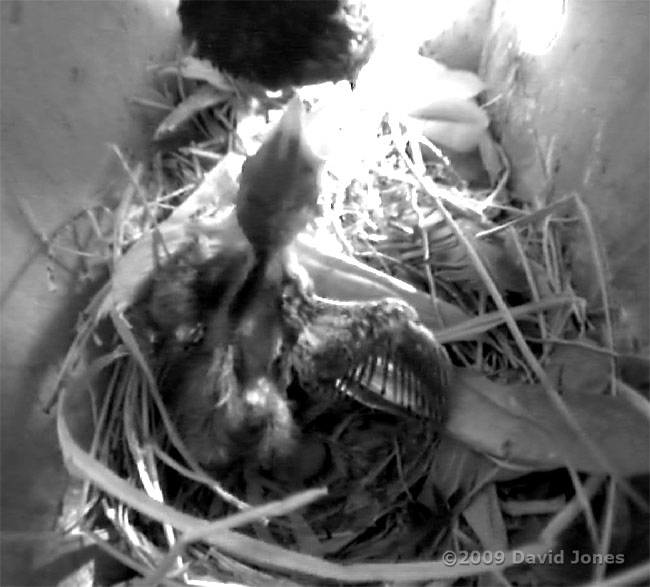 The Starling chick displays its wing feathers