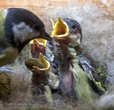 A Great Tit chick is fed - 1