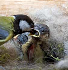 Great Tit male feeds a chick with a spider