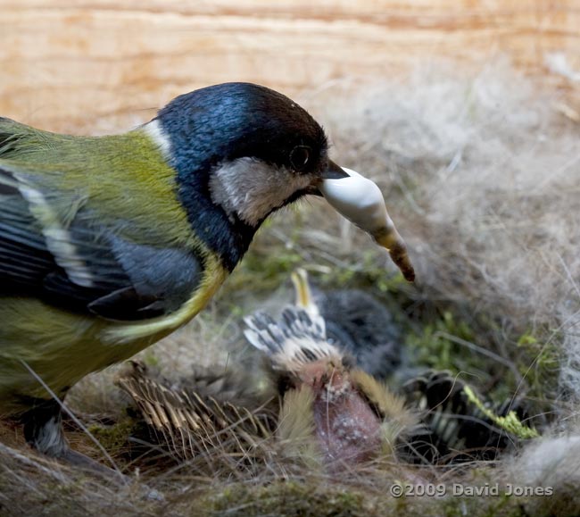 Great Tit parent collects a faecal sac