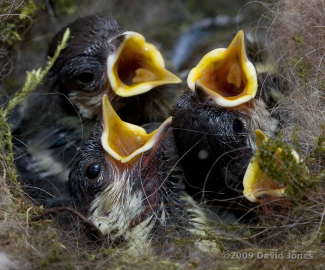 The four Great Tit chicks today