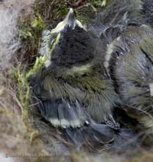 A Great Tit chick today